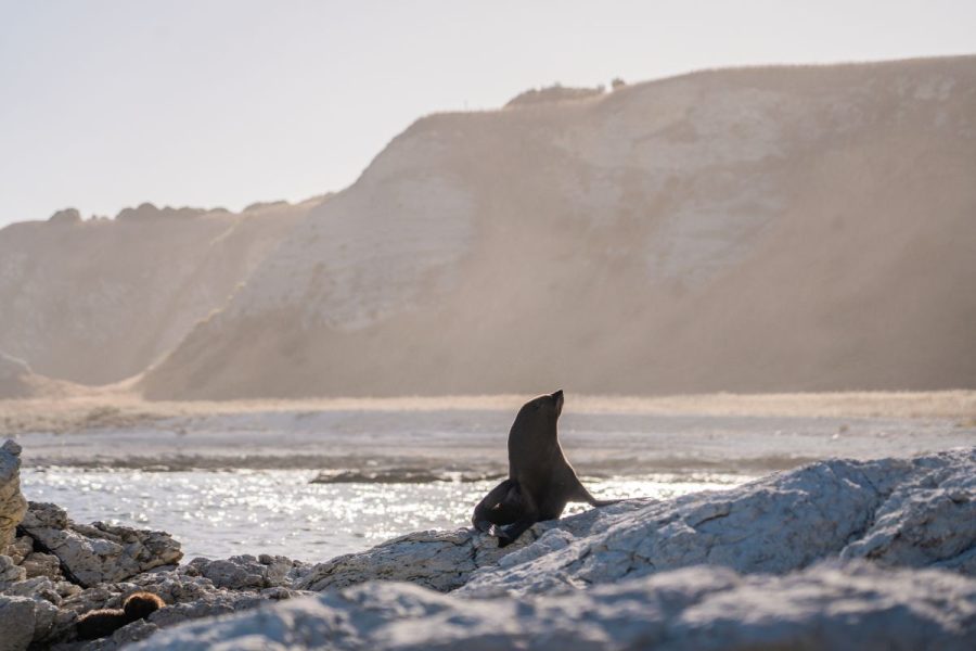 Seal coloney on private kaikoura tour