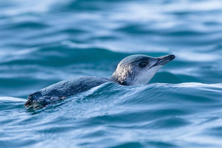 Akaroa penguins