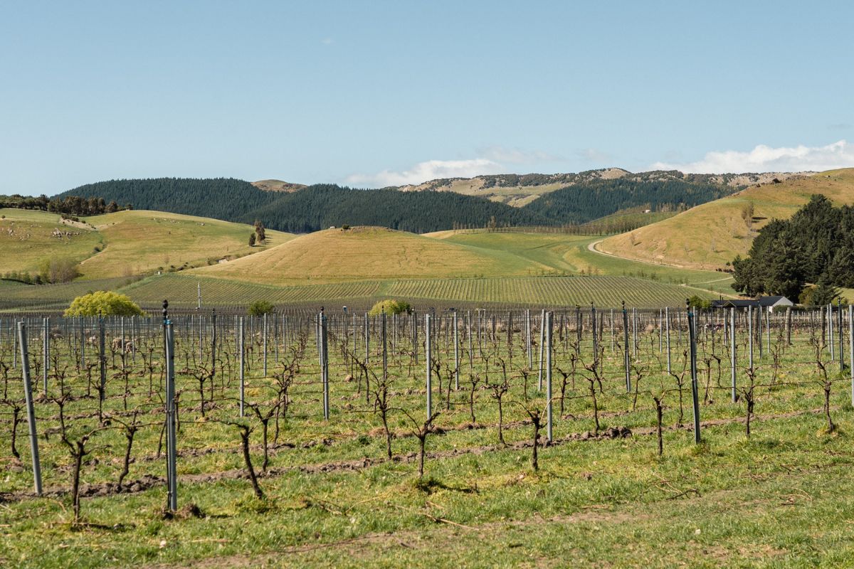 Winter Wine Tours in Waipara Valley